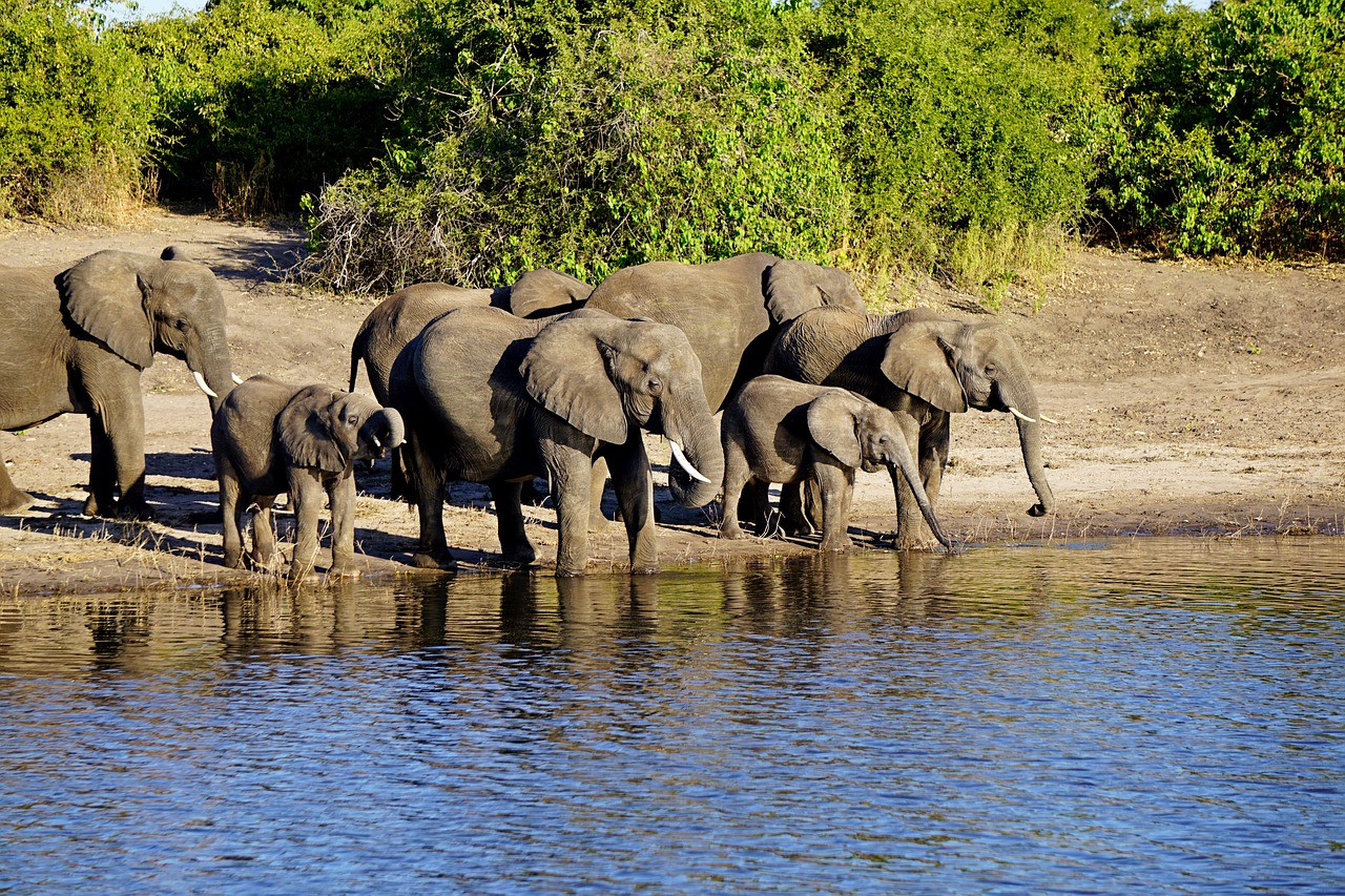 chobe national park, botswana, elephant, africa, chobe national park, chobe national park, chobe national park, chobe national park, chobe national park