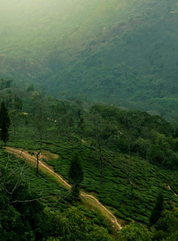 Scenic view of tea plantations and lush hills in Darjeeling, India.