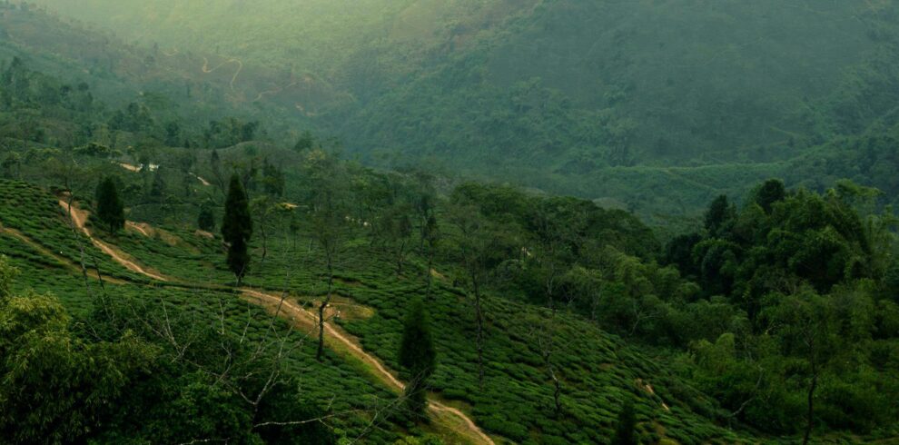 Scenic view of tea plantations and lush hills in Darjeeling, India.
