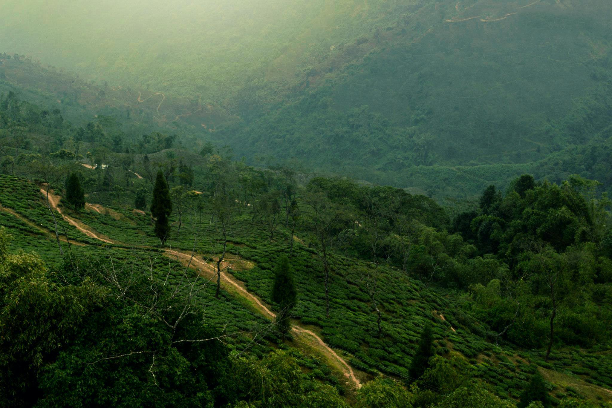 Scenic view of tea plantations and lush hills in Darjeeling, India.