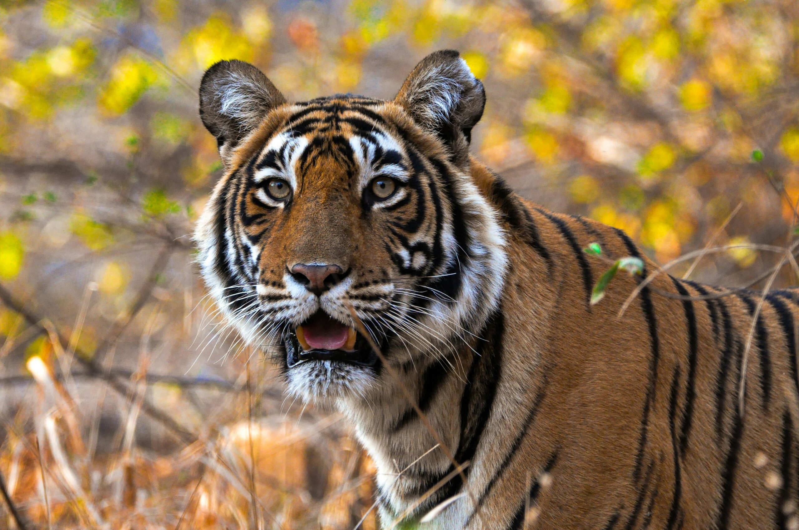 Close-up of a Bengal tiger in Rajasthan, capturing its majestic presence in the wild.