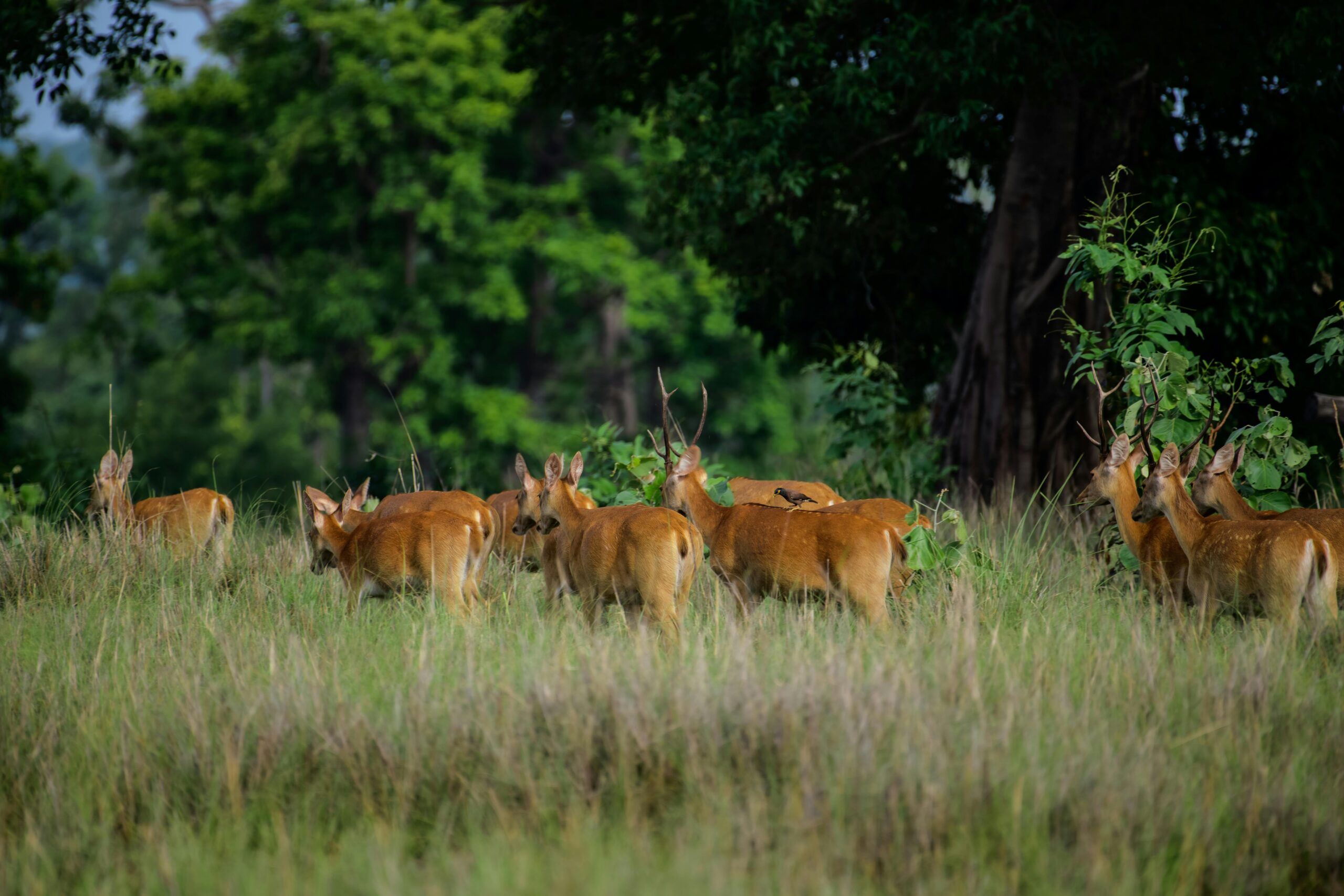 A herd of Barasingha deer in Kanha National Park, India, amidst lush greenery.