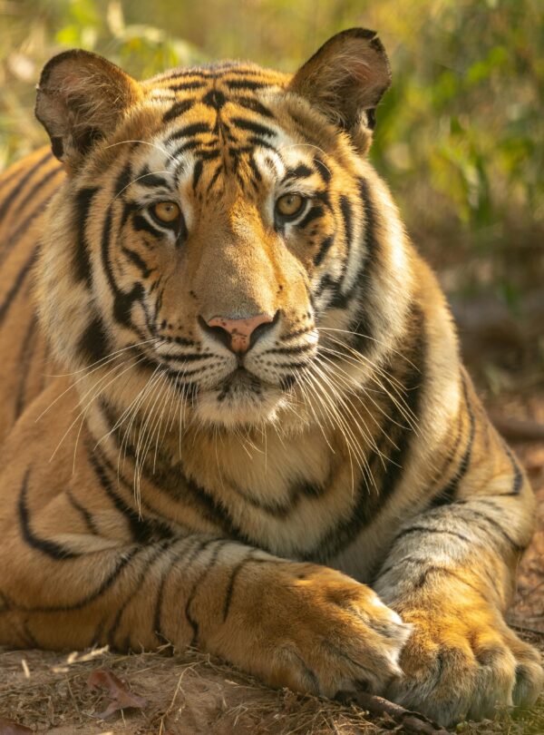 Majestic Bengal tiger resting amidst greenery in Bandhavgarh National Park, India.