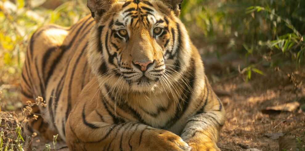 Majestic Bengal tiger resting amidst greenery in Bandhavgarh National Park, India.