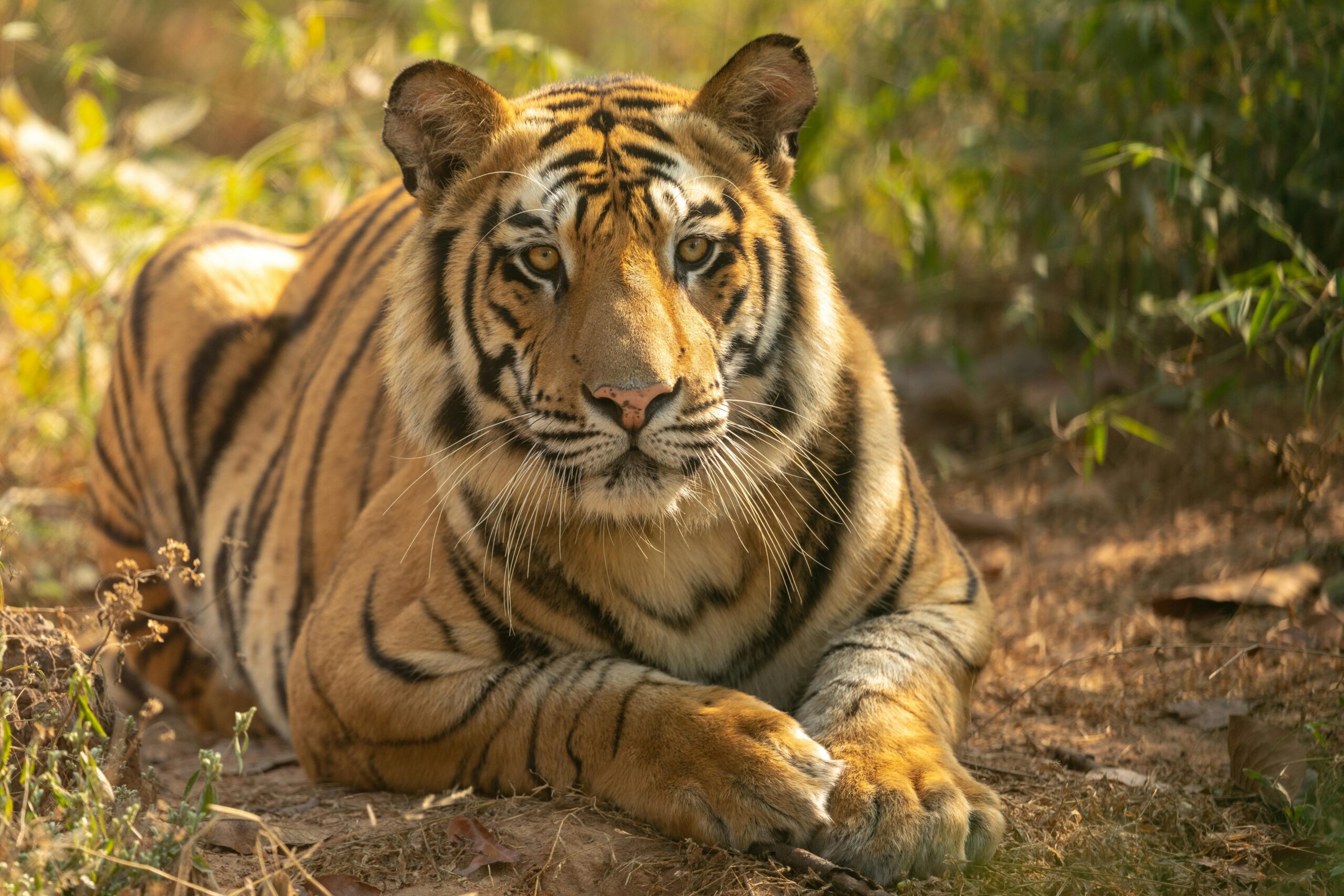 Majestic Bengal tiger resting amidst greenery in Bandhavgarh National Park, India.