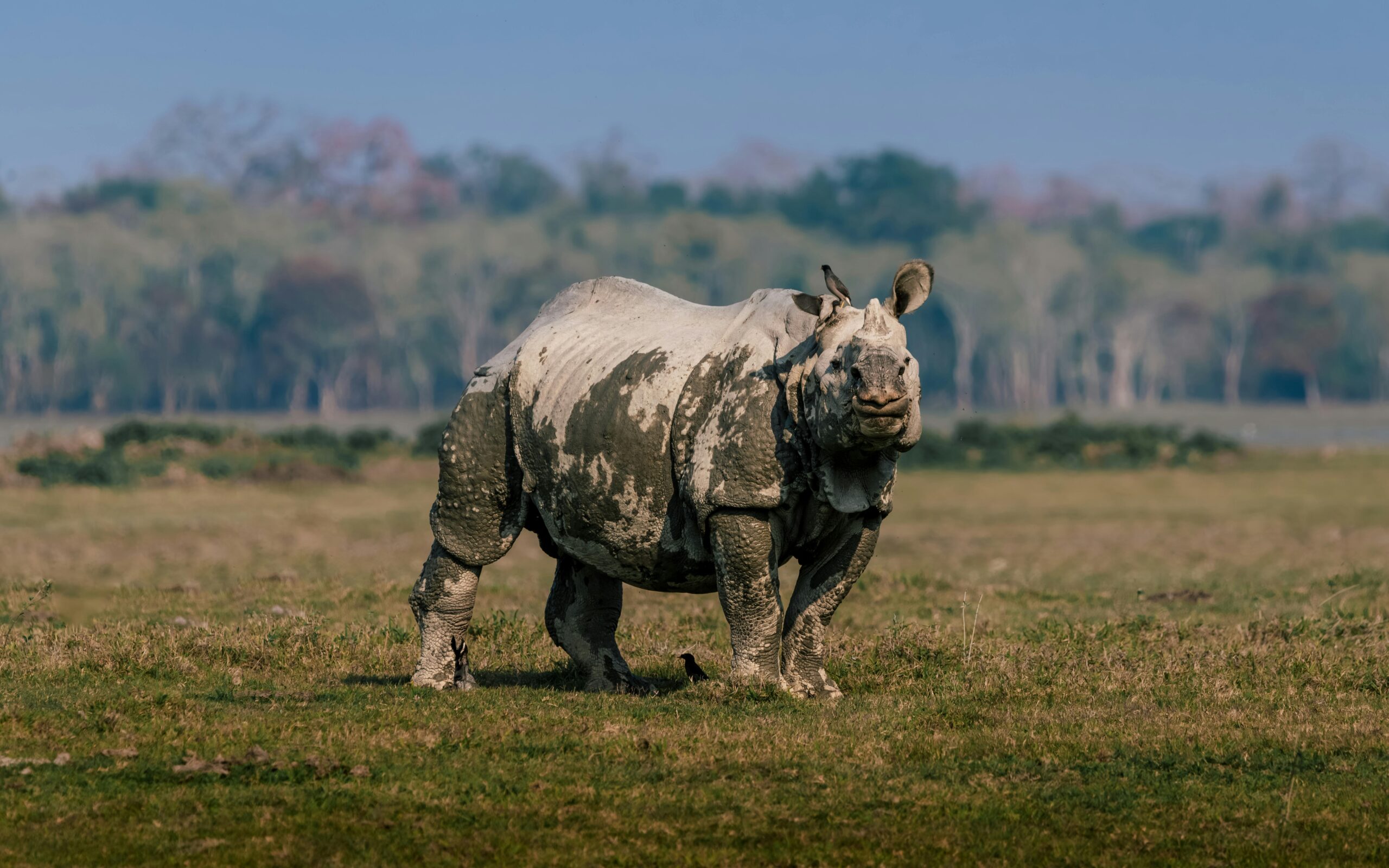 Indian rhinoceros roaming the grasslands, showcasing its majestic appearance.