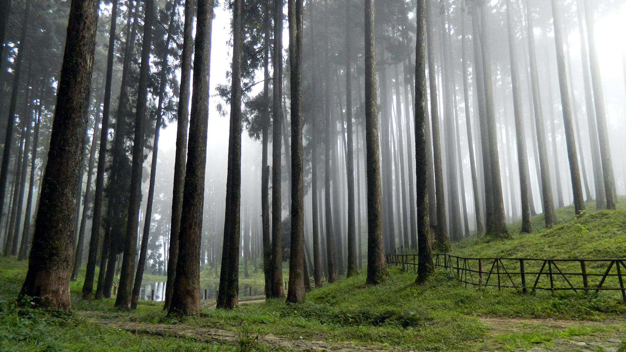 Experience the serene beauty of misty Tukdah Forest with towering pines and tranquil fog.