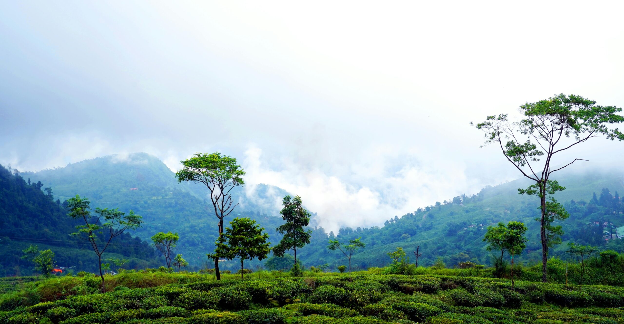 Captivating view of a misty mountain valley with lush greenery and trees.